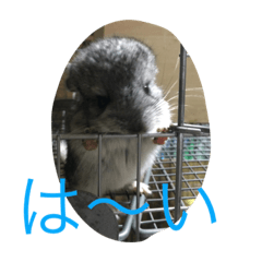 [LINEスタンプ] chinchiraanimal rabbite