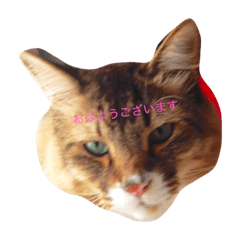 [LINEスタンプ] 普通のにゃんにゃん