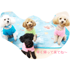 [LINEスタンプ] トイプードル4ワン生活。