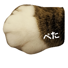 [LINEスタンプ] ねこのKIKI