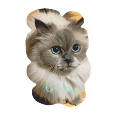 [LINEスタンプ] もんちゃん！