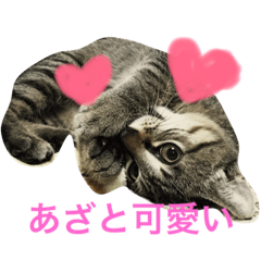 [LINEスタンプ] キジトラ猫いったん