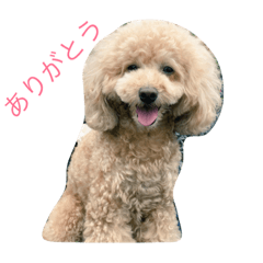 [LINEスタンプ] くらぽむ1