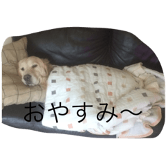 [LINEスタンプ] _ACE_