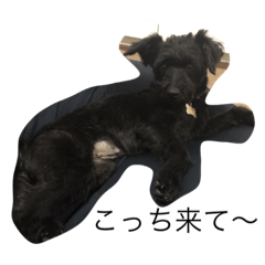 [LINEスタンプ] 小6が本気で作った犬のスタンプ