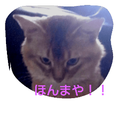 [LINEスタンプ] にゃんこはん