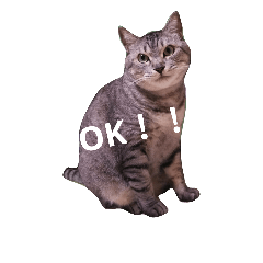 [LINEスタンプ] ネイトの日常1