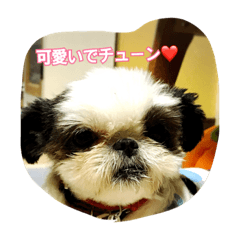 [LINEスタンプ] ちゅんちゃんだチューンその2＆family