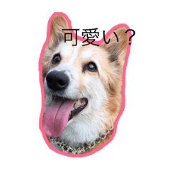 [LINEスタンプ] コーギー犬 りっくん