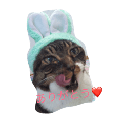[LINEスタンプ] ふわもふうさねこ
