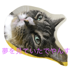 [LINEスタンプ] 猫達でやんす