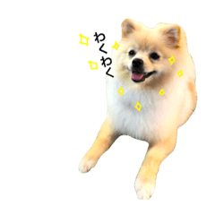 [LINEスタンプ] ポメラニアンのきなこ3