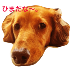 [LINEスタンプ] ダックスフントのチョコ