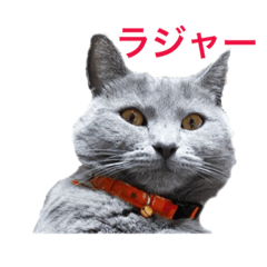 [LINEスタンプ] シャルトリュー