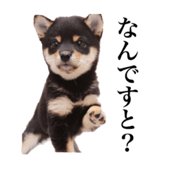 [LINEスタンプ] 我が家の黒柴、小梅❤︎