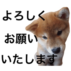 [LINEスタンプ] baby taro STICKER