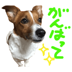 [LINEスタンプ] 愛しのわんこミミ ジャックラッセルテリア