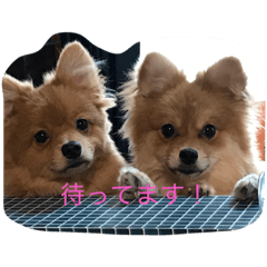 [LINEスタンプ] レオとモア