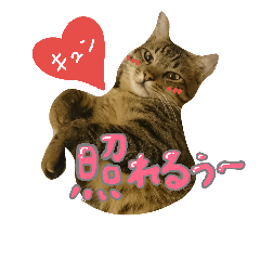 [LINEスタンプ] キジトラつみれくん