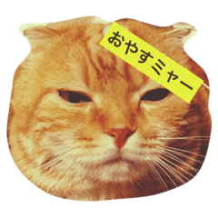 [LINEスタンプ] ウチのワンニャン③