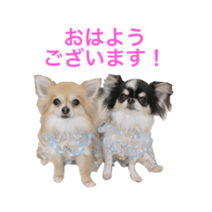 [LINEスタンプ] ちわわのぽすも