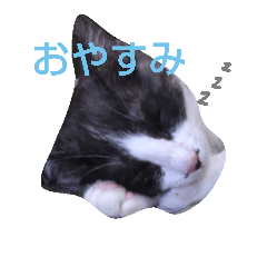 [LINEスタンプ] ハチワレ猫のメイちゃん