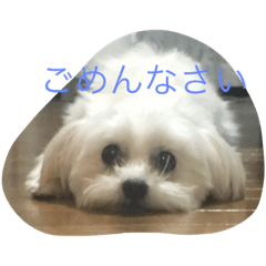 [LINEスタンプ] 村山さんちのもかちゃん