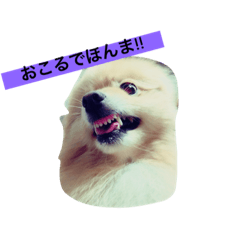 [LINEスタンプ] ポメラニアンやねん！