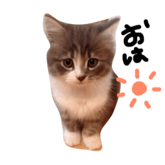 [LINEスタンプ] わんとにゃん
