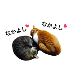 [LINEスタンプ] うちのおねこさん