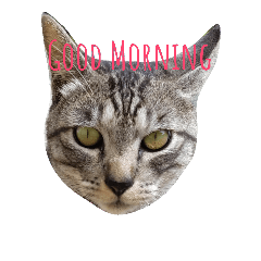 [LINEスタンプ] Cat greeting＆feeling 