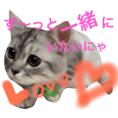 [LINEスタンプ] Moca@cat 癒し系スタンプの画像（メイン）