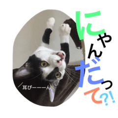 [LINEスタンプ] ビビりのビビたん。 
