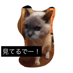 [LINEスタンプ] チッチとパンサー 