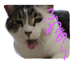[LINEスタンプ] 愛猫マルモ1 