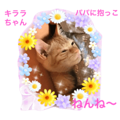 [LINEスタンプ] 幸せになった保護猫3