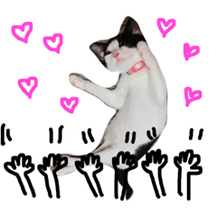 [LINEスタンプ] 白黒ねこももこの日常