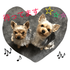 [LINEスタンプ] 琥珀・翡翠・珊瑚ちゃんのスタンプ
