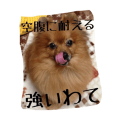 [LINEスタンプ] 愛犬暮らし