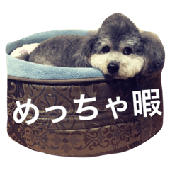 [LINEスタンプ] ぼくはトイプーのダッフィーです。