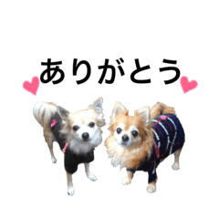 [LINEスタンプ] ＊リリとクルミのおうち＊