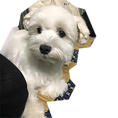 [LINEスタンプ] Tora is a dog.