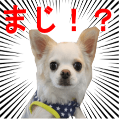 [LINEスタンプ] ちわわの「ゆず」