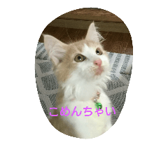 [LINEスタンプ] 猫3兄妹にゃご！
