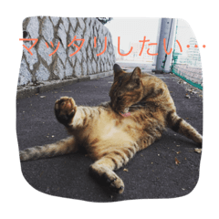 [LINEスタンプ] のら猫写真のスタンプ