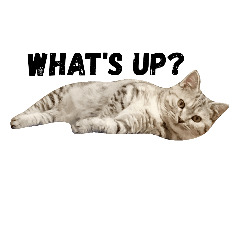 [LINEスタンプ] 短足マンチカンのマルル