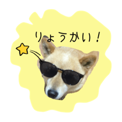 [LINEスタンプ] ごーごー！りくちゃん