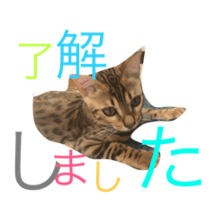 [LINEスタンプ] モデル:せんちゃん