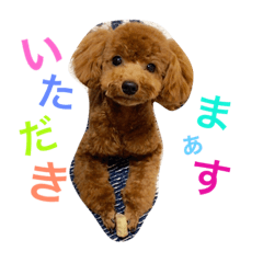 [LINEスタンプ] CHIRO Tiny poodle 3