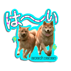 [LINEスタンプ] 柴犬 ももこもも